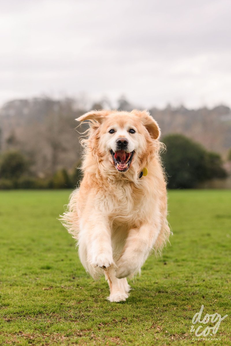 Lucky running happily across the grass